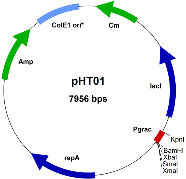 pHT01