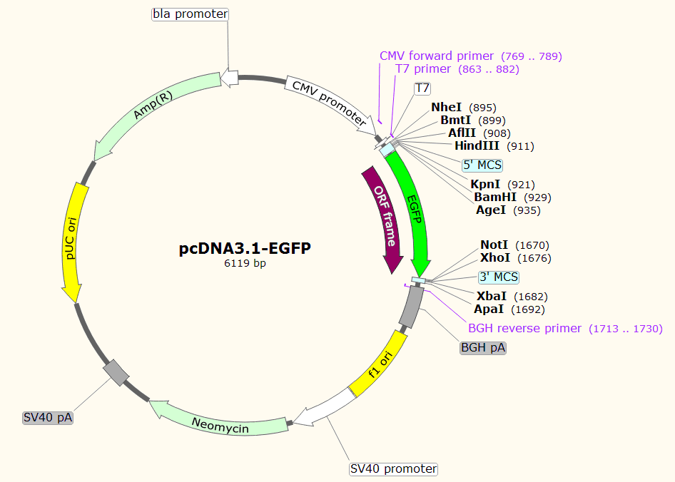 质粒编号: 60908-1460y  质粒名称: pcdna3.
