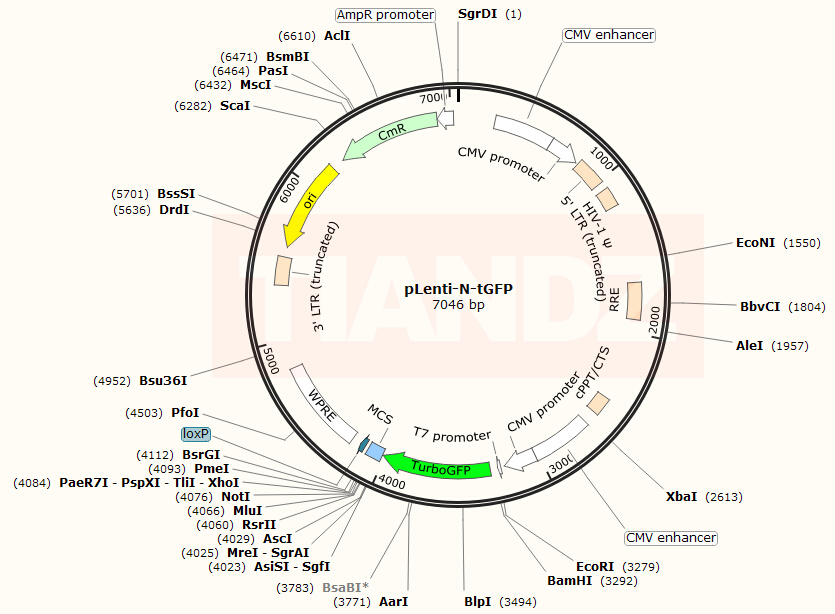 plenti-n-tgfp – 天恩泽