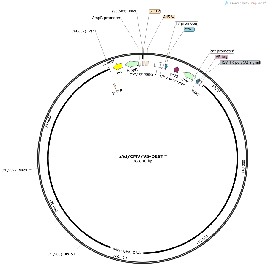 pAd\/CMV\/V5-DEST(pAdCMVV5DEST)